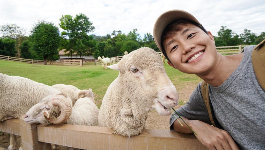 Merino Sheep at Primo Piazza - Best Things to do in Khao Yai