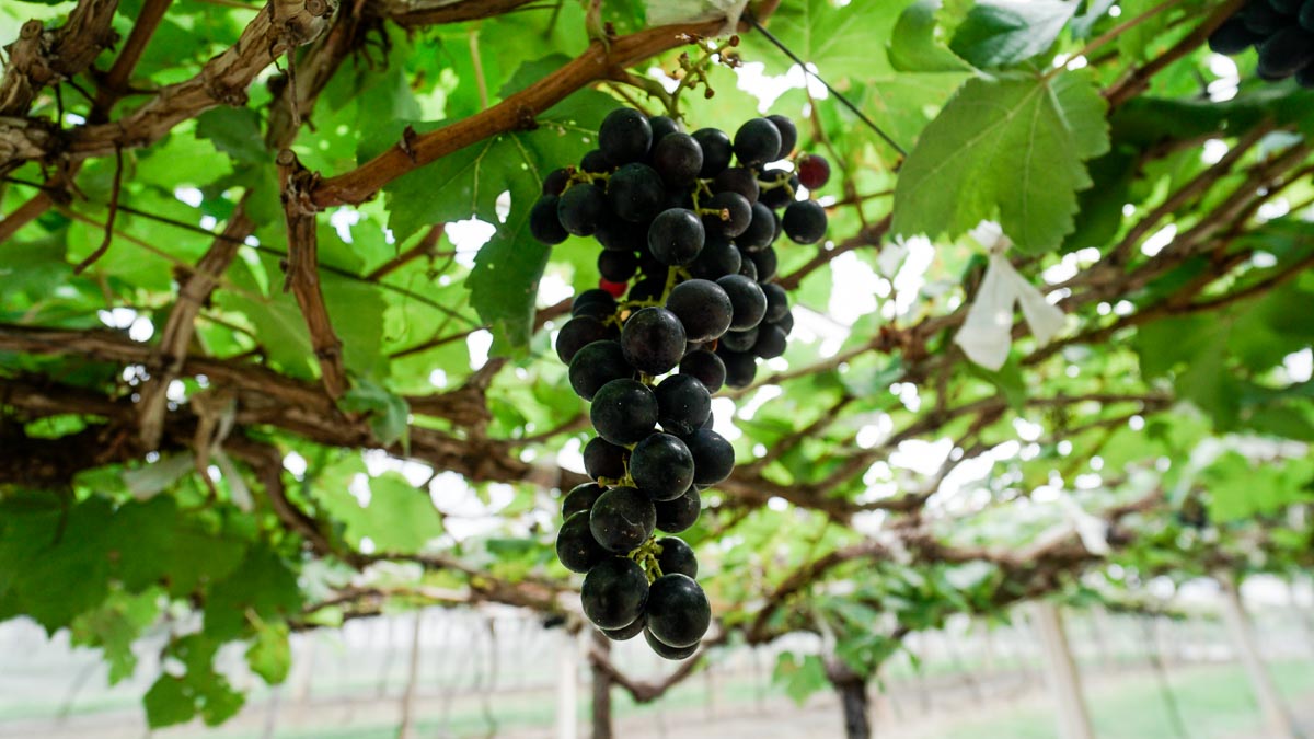 PB Wine Valley Grapes - Khao Yai Itinerary
