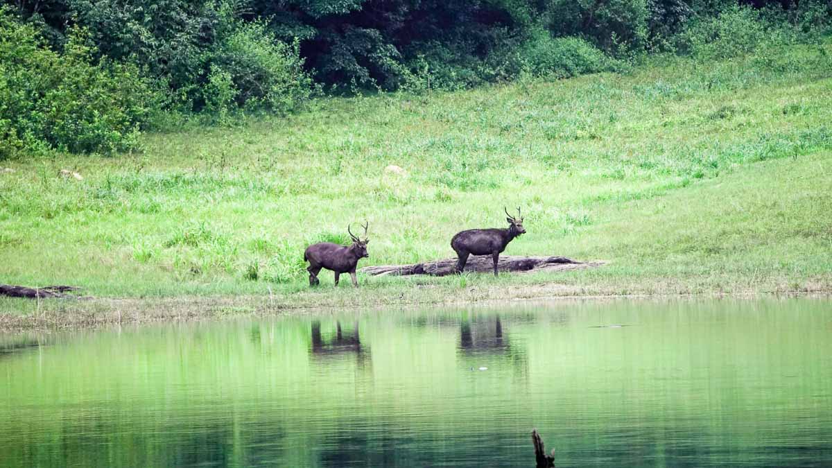 Periyar National Park deer - Kerala bucket list