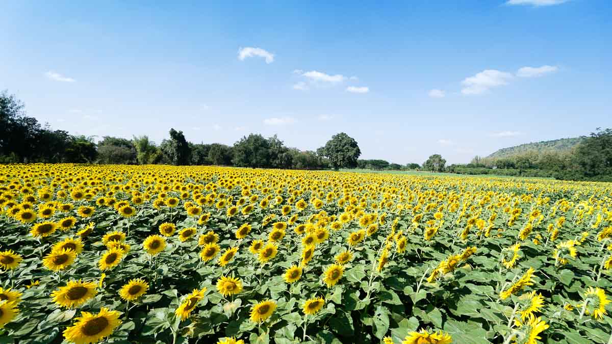 Sunflower Field at Jim Thompson - Khao Yai Itinerary