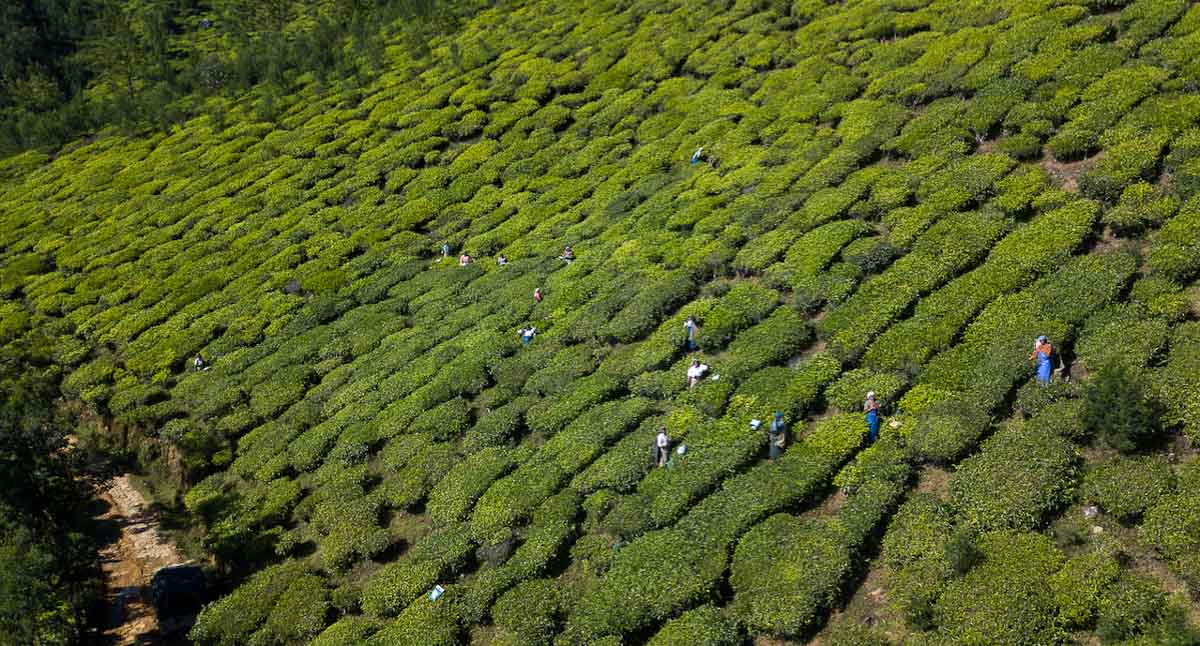 Tea ladies at Kolukkumalai Tea Plantation - Kerala Itinerary