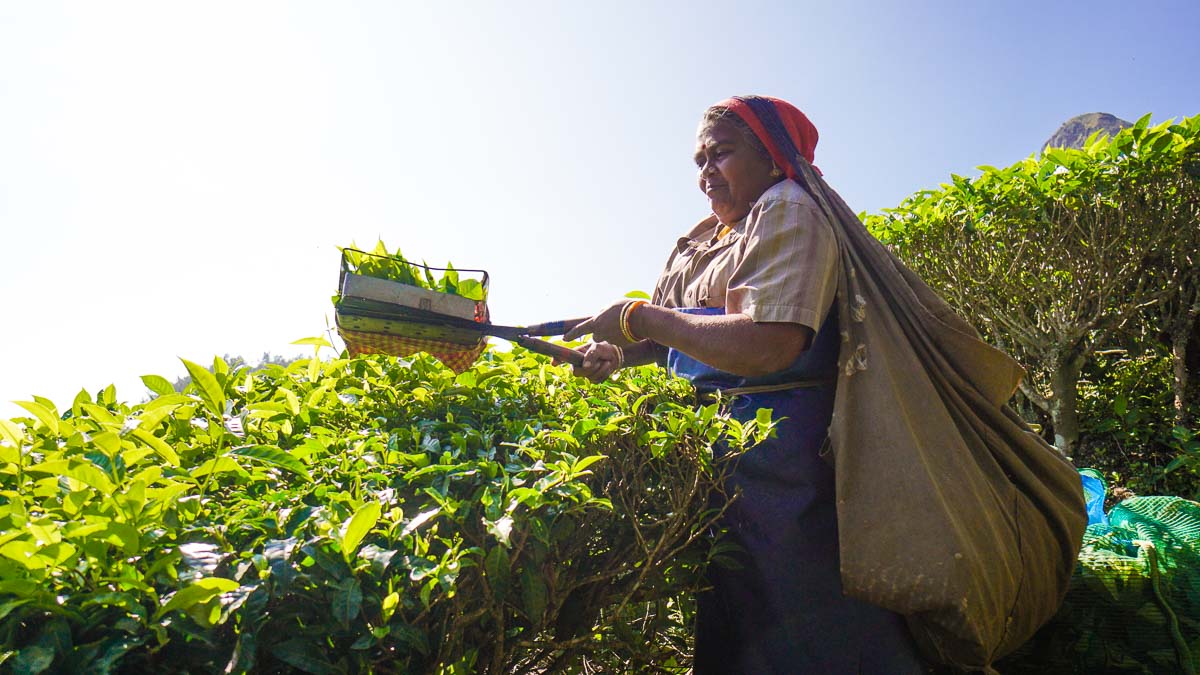 Tea lady munnar - Kerala Itinerary