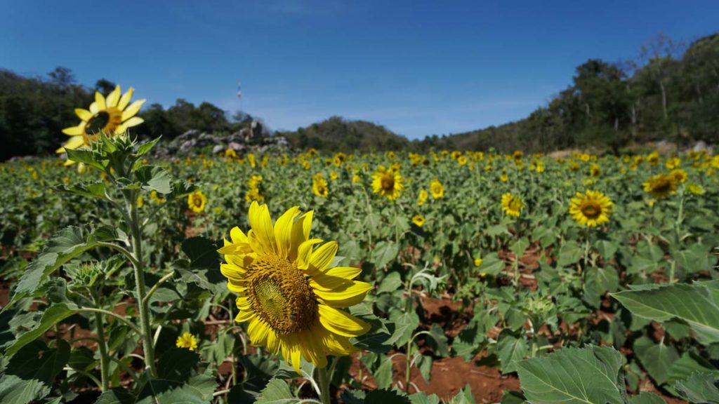 Saraburi Sunflower Field - Things to do in Khao Yai