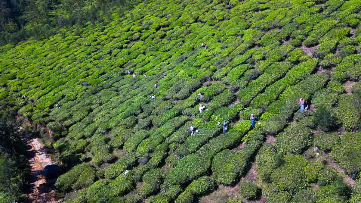 Munnar tea plantations - Travelling in India as a Singaporean