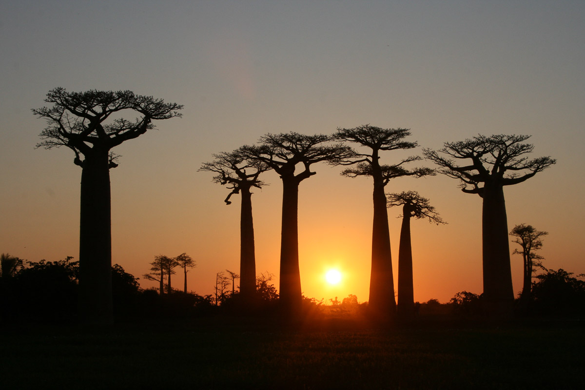 Madagascar Baobab Trees - Visas Every Singaporean Wants
