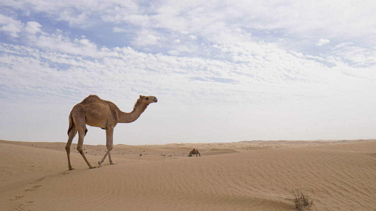 Camel spotted in the Dubai Desert - Dubai itinerary
