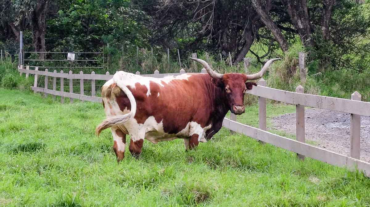 Cow at kualoa ranch - VISIT HAWAII