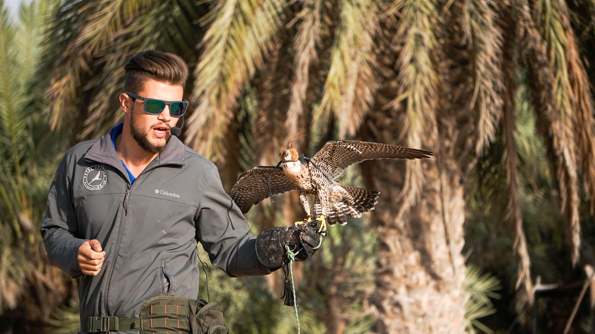 Falcon trainer - Dubai itinerary