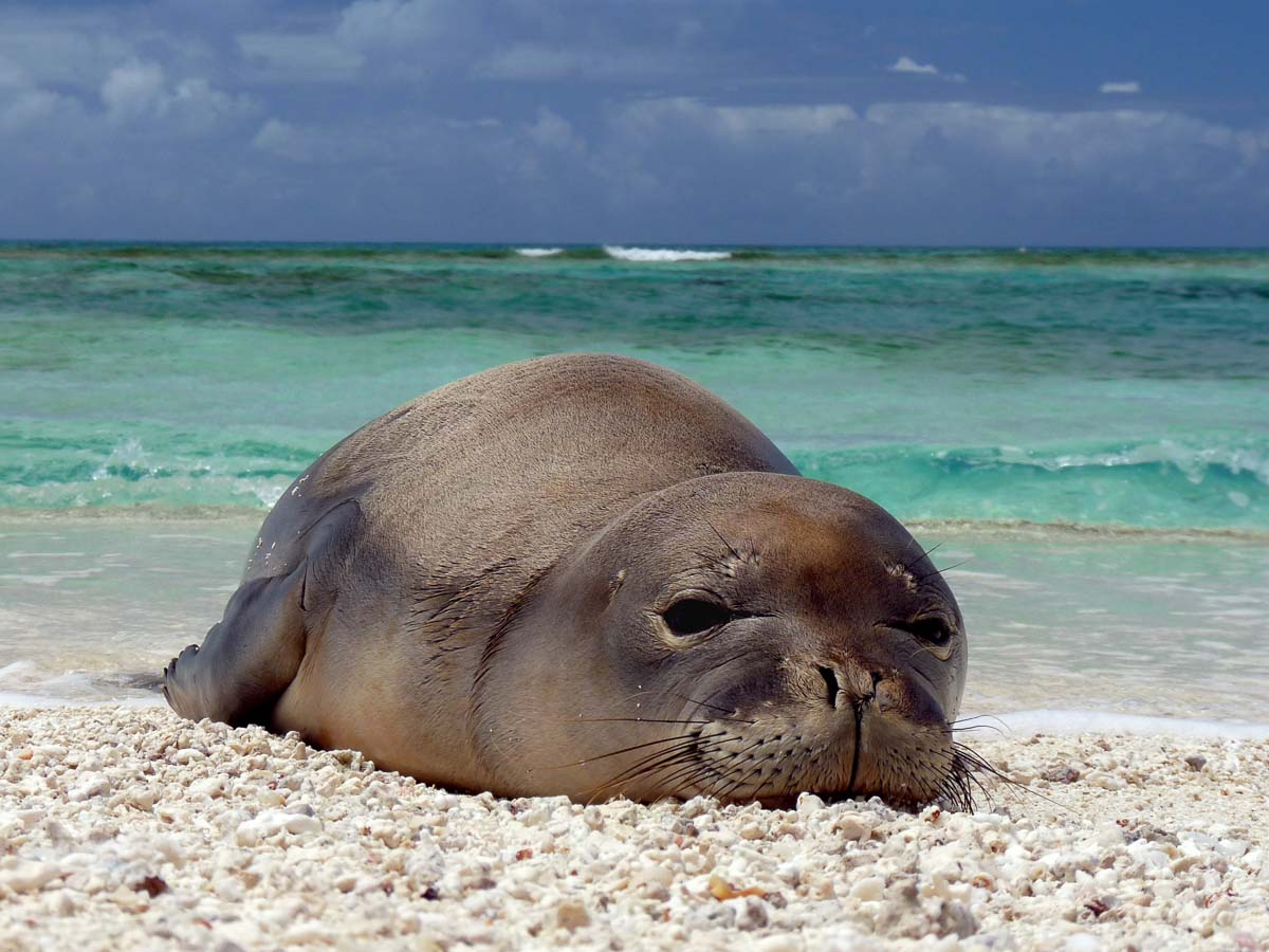 Hawaiian Monk Seal - VISIT HAWAII