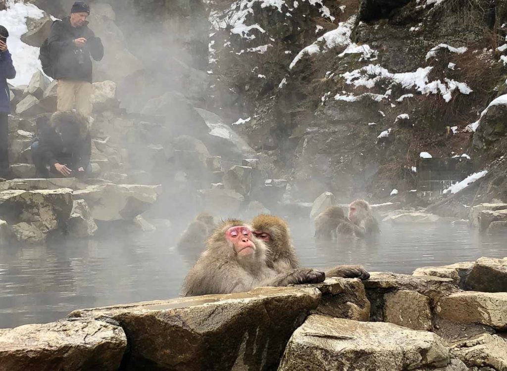 Nagano Snow Monkeys - Japan Winter Itinerary