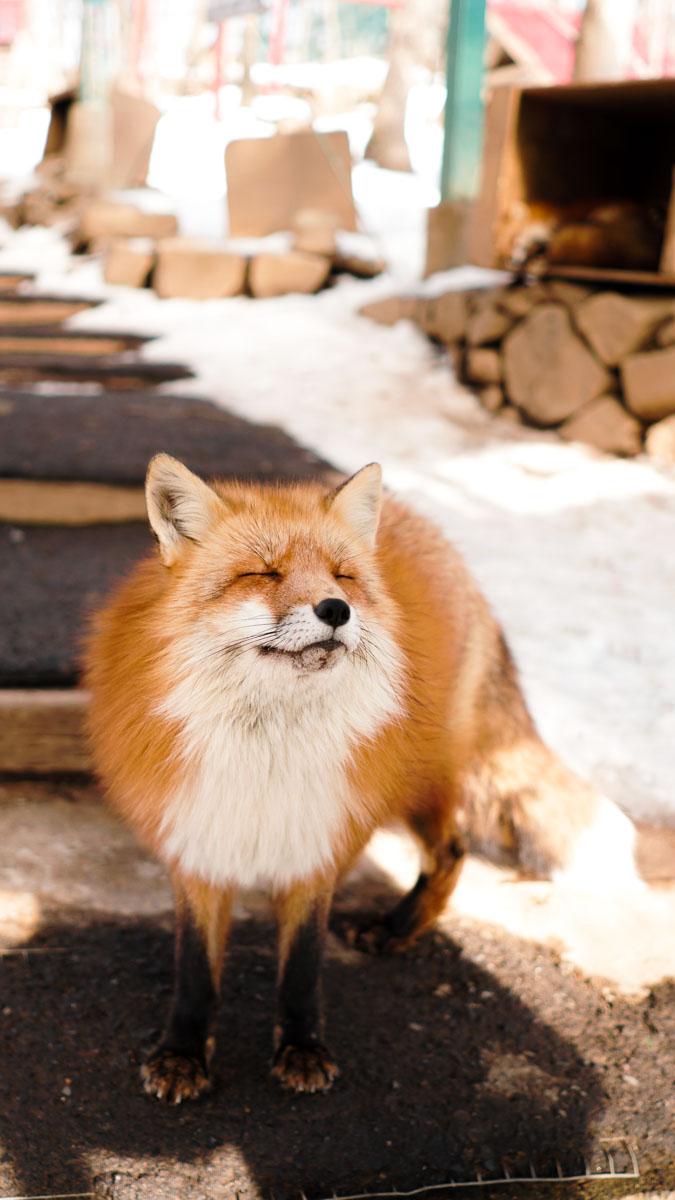 Fox at Zao Fox Village - Japan Winter Itinerary