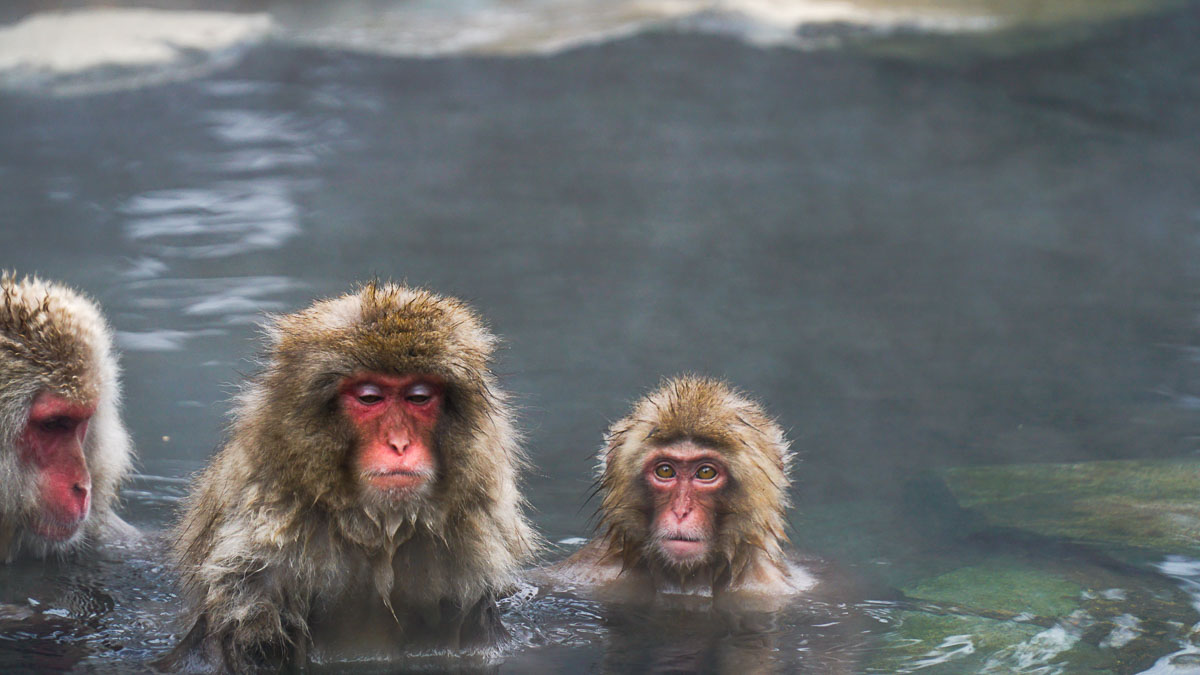 Jigokudani Snow Monkey Park - Japan Winter Itinerary