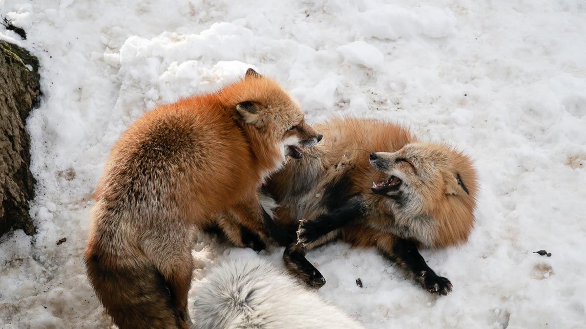 Foxes fighting at Zao Fox Village - Japan Winter Itinerary