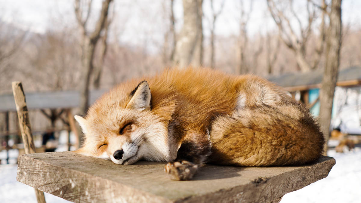 Fox at Zao Fox Village - Japan Winter budget Itinerary