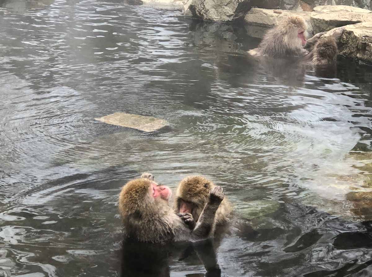 Snow Monkeys in Jigokudani - Japan Winter Itinerary