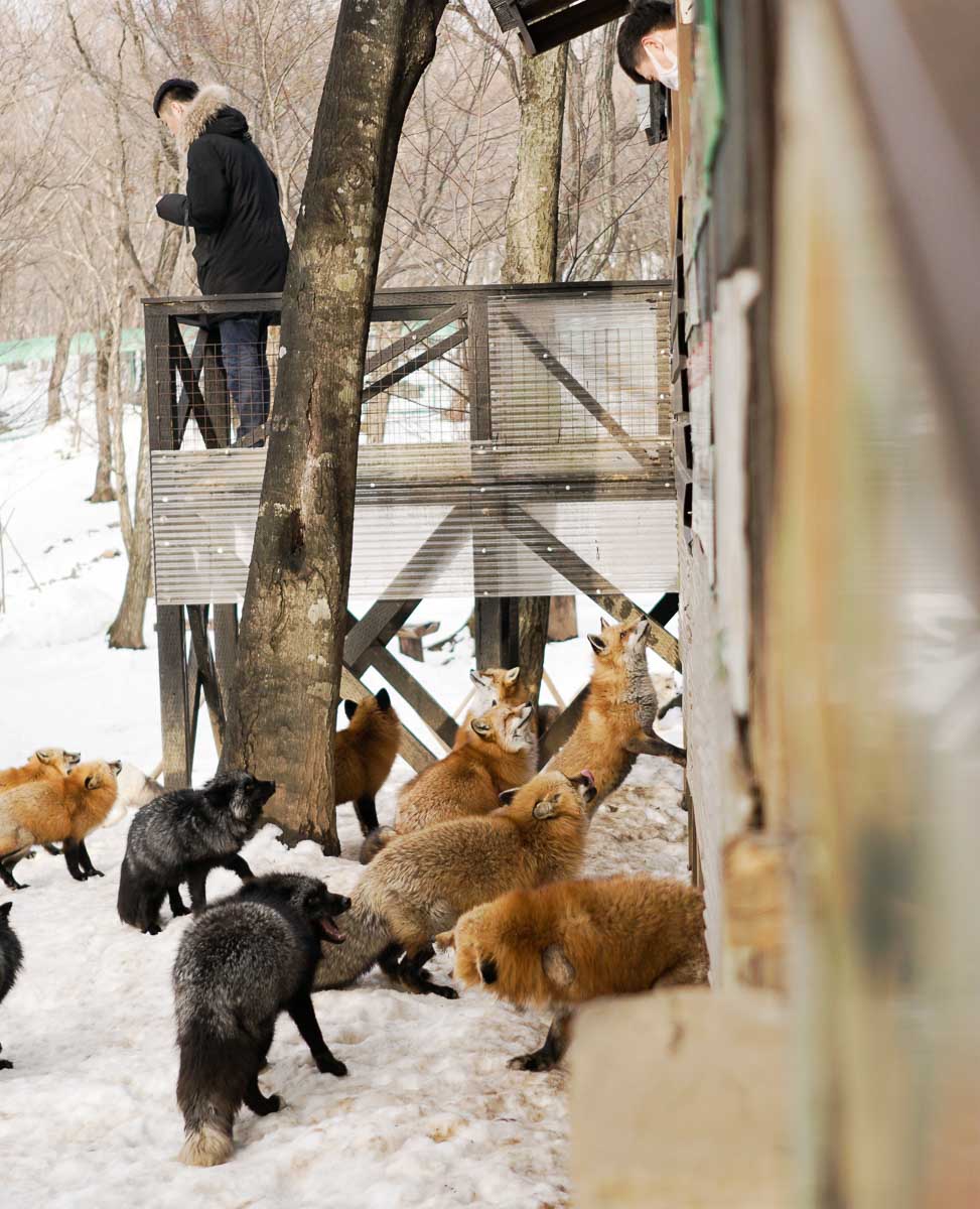 Zao Fox Village Feeding Platform - Japan Winter Itinerary