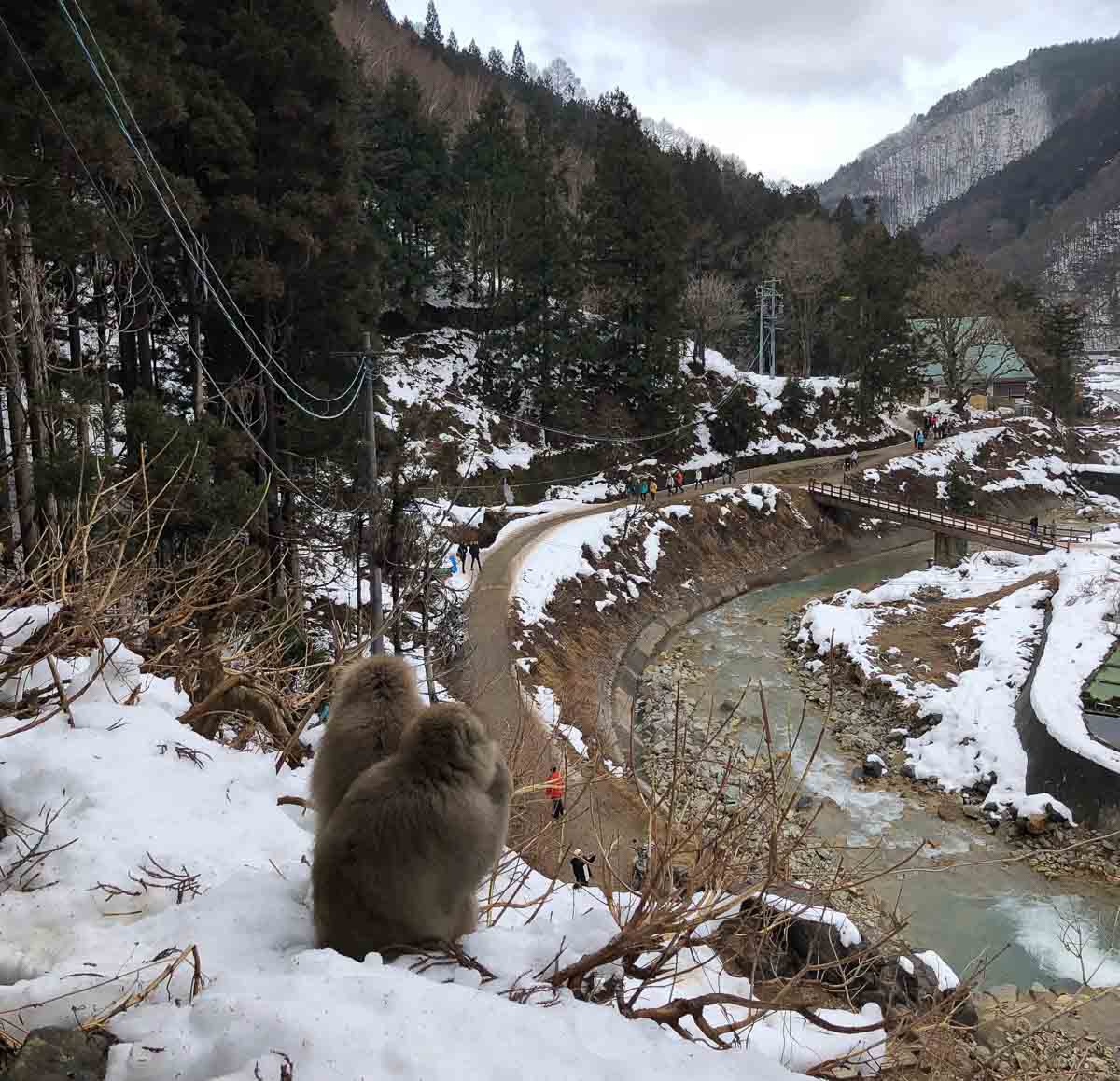 Jigokudani Snow Monkey Park - Japan Winter Itinerary