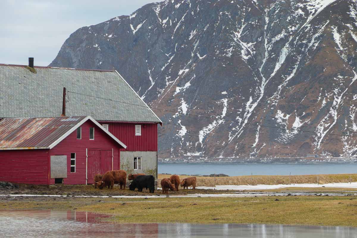 Lofoten Flakstad Animals - Norway Winter Itinerary