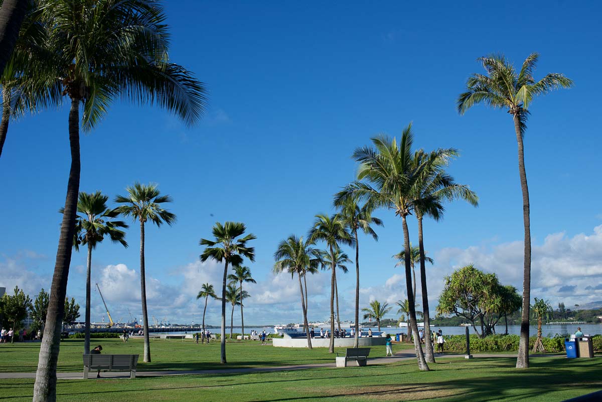 Palm Trees around Pearl Harbour - VISIT HAWAII