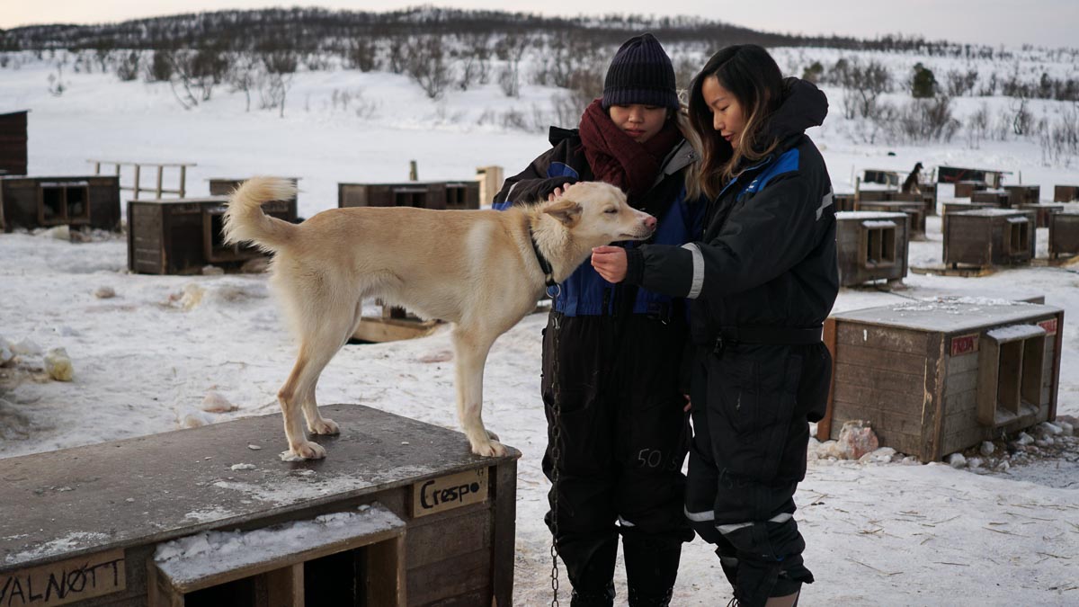 Tromsø Alaskan Huskies3-Norway Winter Itinerary