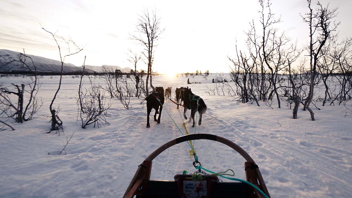 Tromsø Alaskan Husky Sledding Tour Sunrise-Norway Winter Itinerary