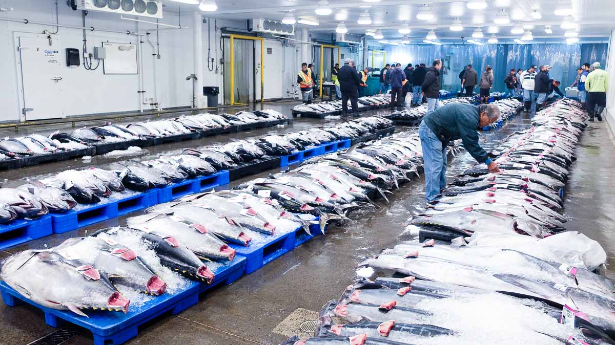 Tuna auction - Things to do in Honolulu
