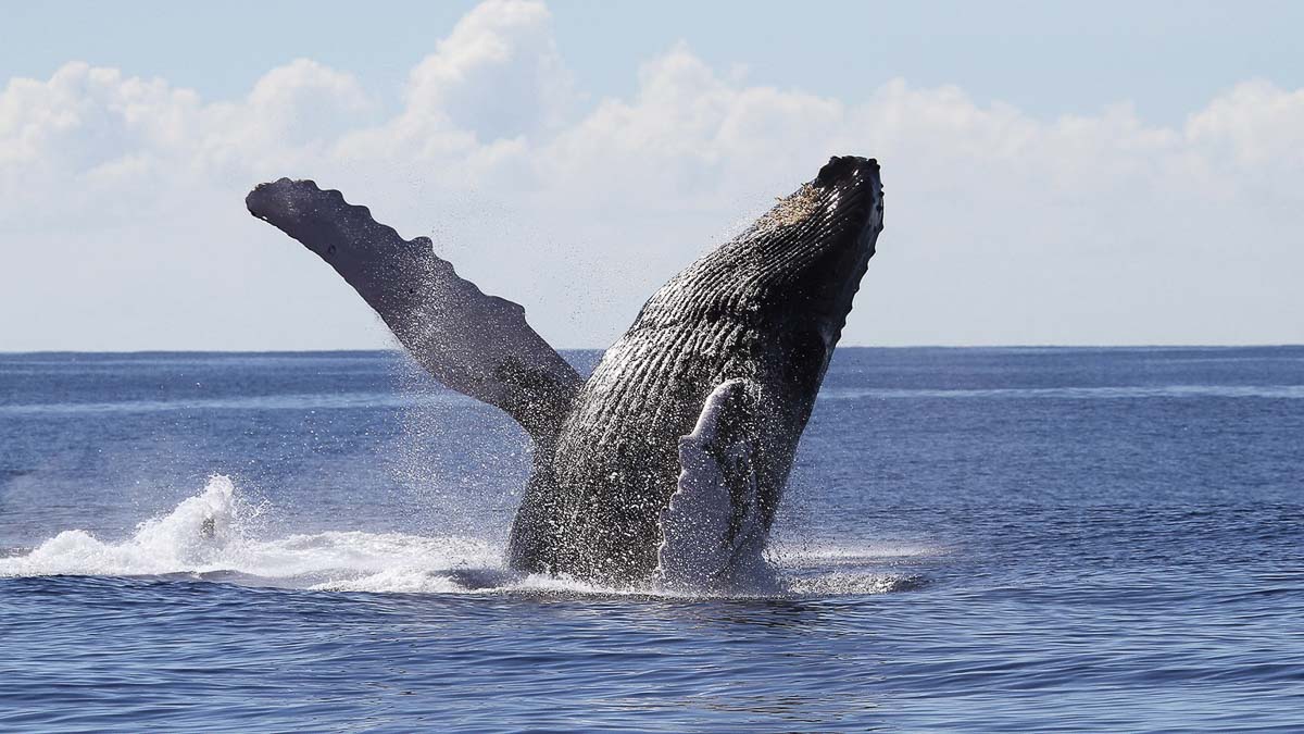 Whale watching in oahu - Things to do in Honolulu