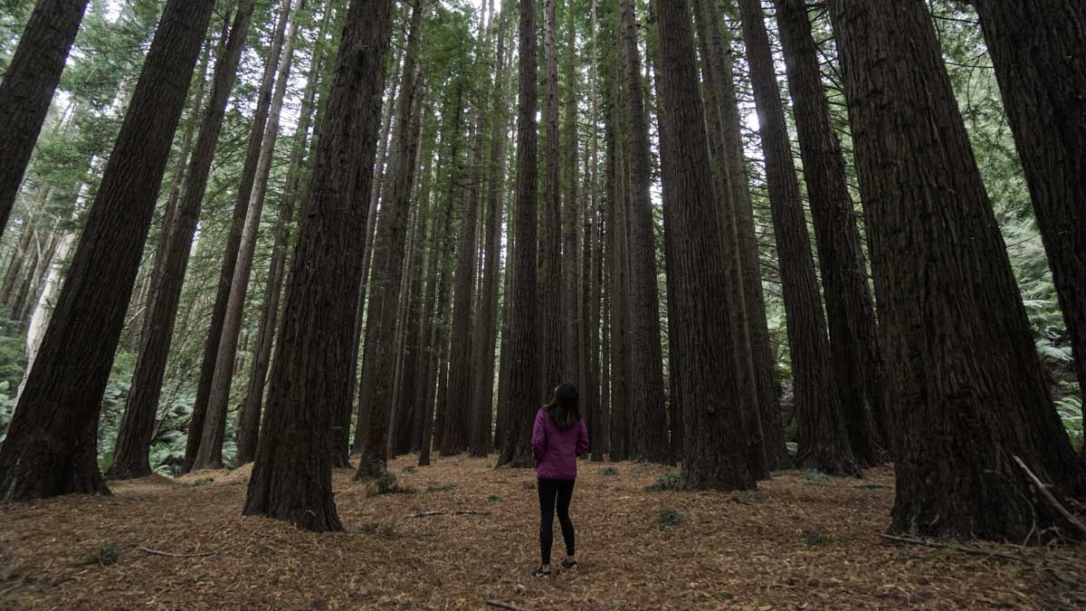 California redwoods - melbourne road trip