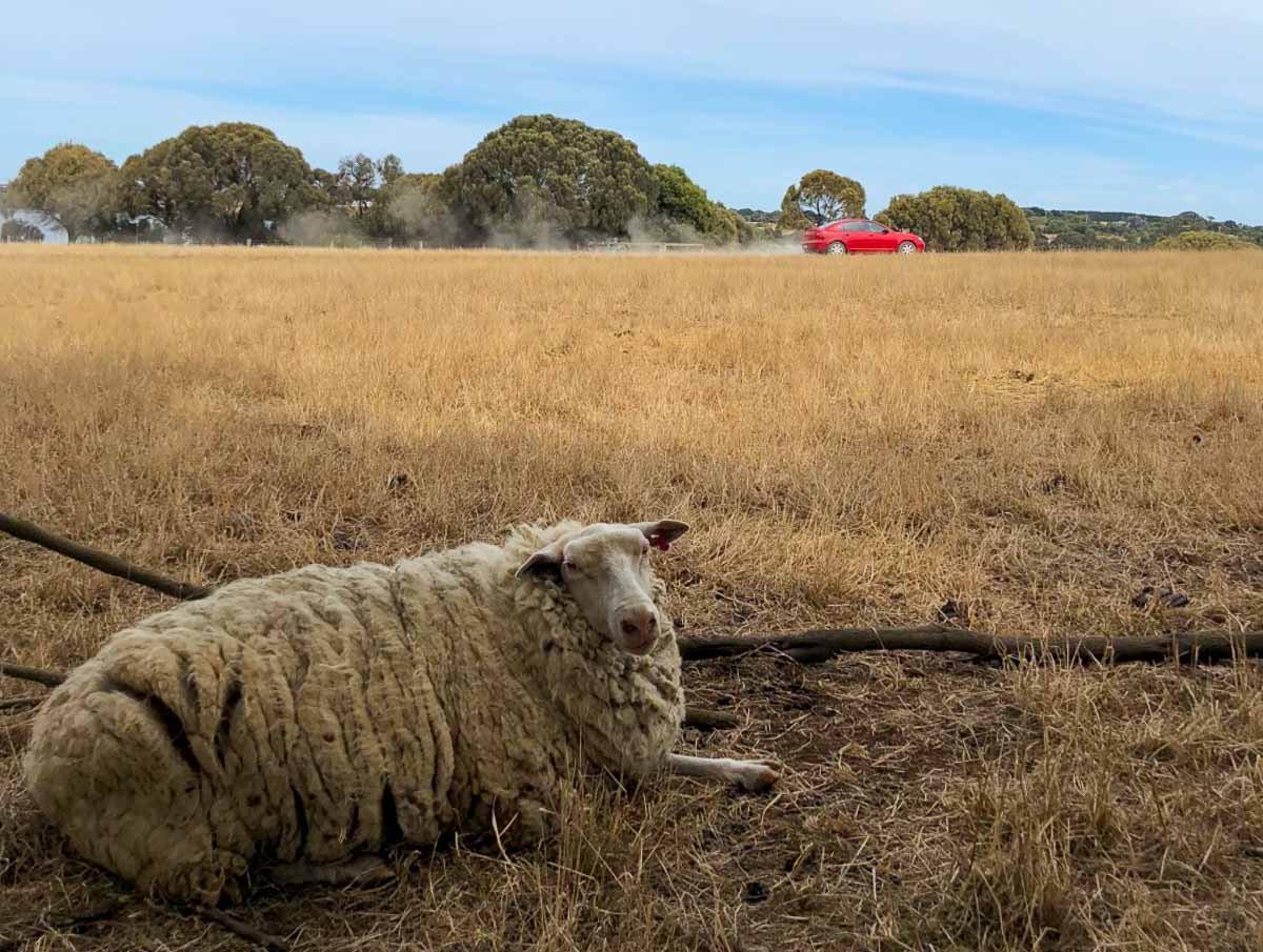 Churchill Island Sheep - Phillip Island Guide: Day Trip From Melbourne