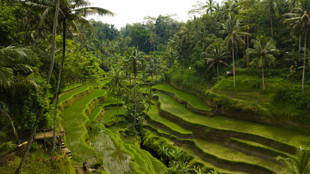 Tegallalang Rice Paddy Fields- 3D2N Bali Guide for a Weekend Getaway