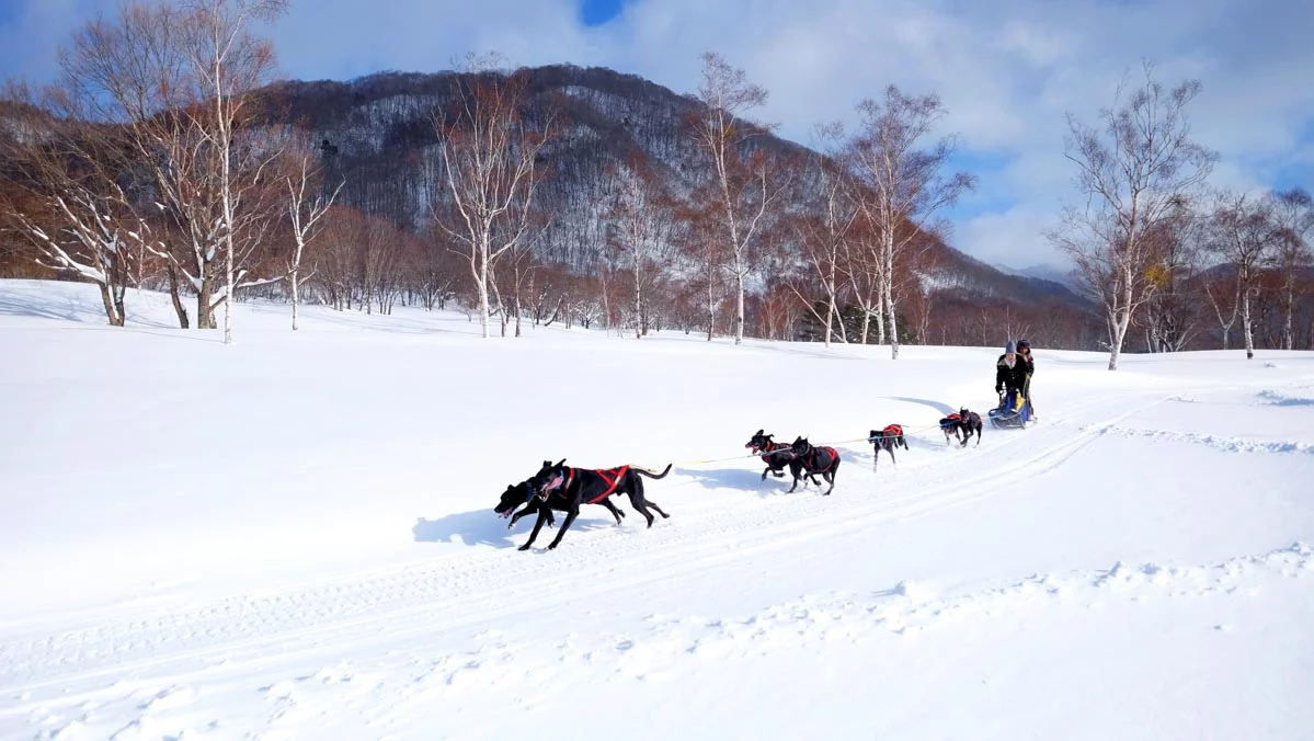 Day Trips From Tokyo - Minakami dog sled