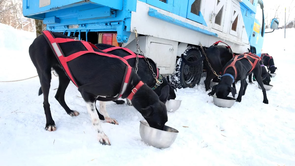 Day Trips From Tokyo - ski resort dogs