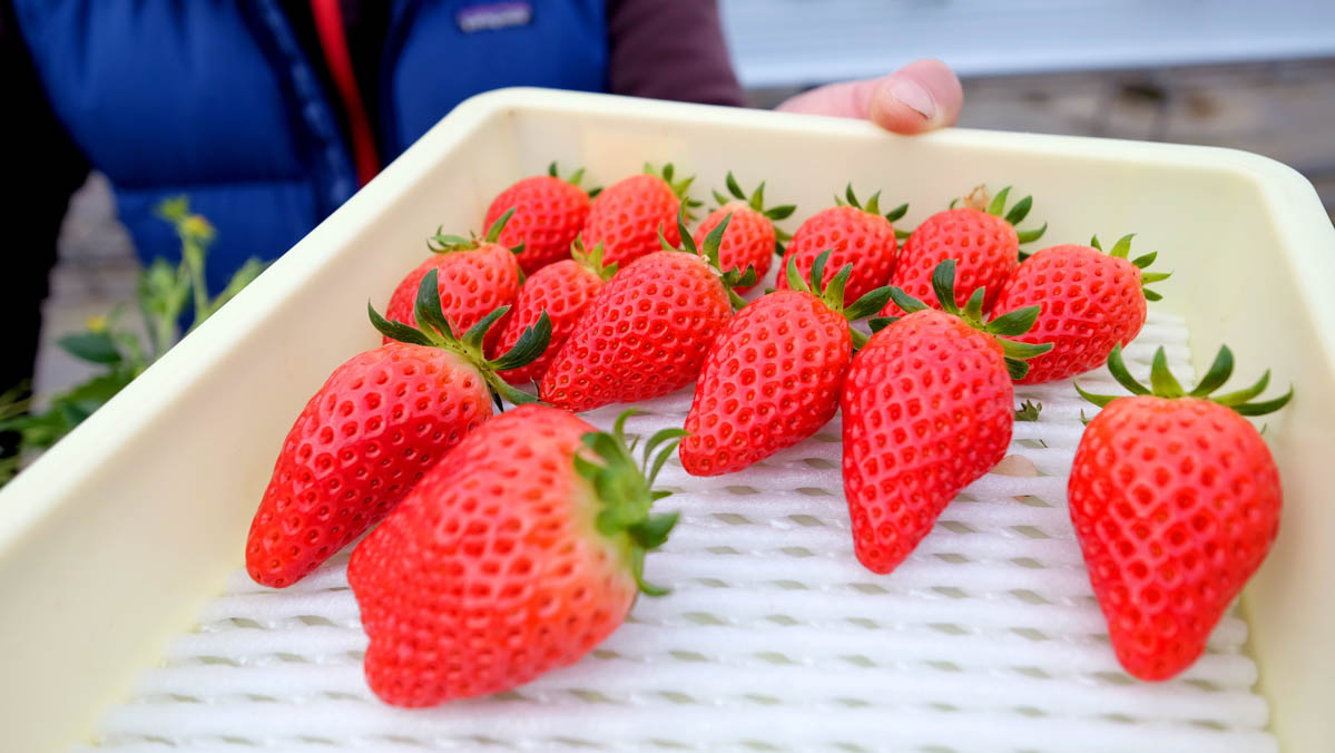 Day Trips From Tokyo - strawberry buffet