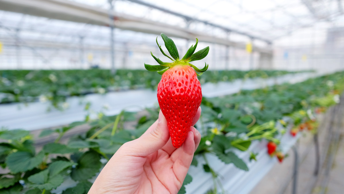 Day Trips From Tokyo - strawberry picking