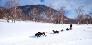 Day Trips from Tokyo - featured image dog sled