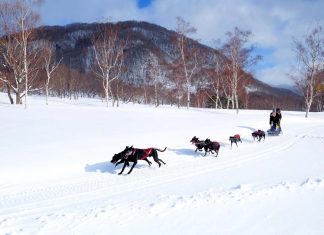 The Best Day Trips From Tokyo For Affordable Winter Activities — Northward Golden Route Day Trips from Tokyo - featured image dog sled