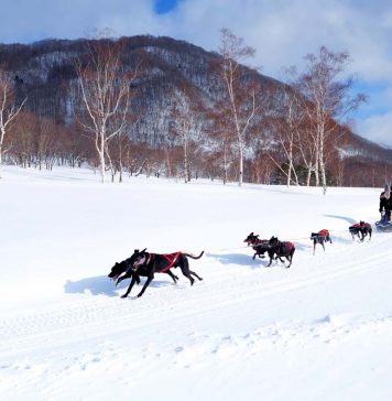The Best Day Trips From Tokyo For Affordable Winter Activities — Northward Golden Route Day Trips from Tokyo - featured image dog sled
