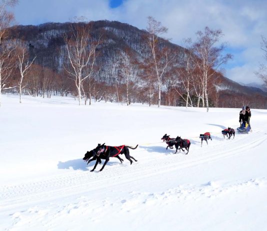The Best Day Trips From Tokyo For Affordable Winter Activities — Northward Golden Route Day Trips from Tokyo - featured image dog sled
