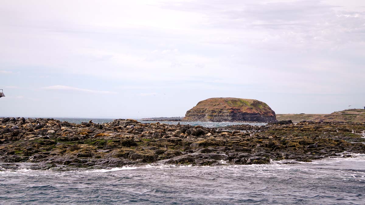 Ecoboat Adventure Sea Rock - Phillip Island Guide: Day Trip From Melbourne