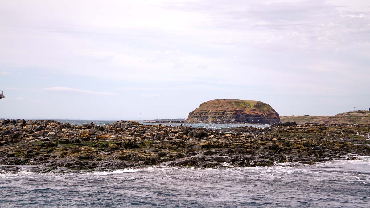 Ecoboat Adventure Sea Rock - Philip island guide