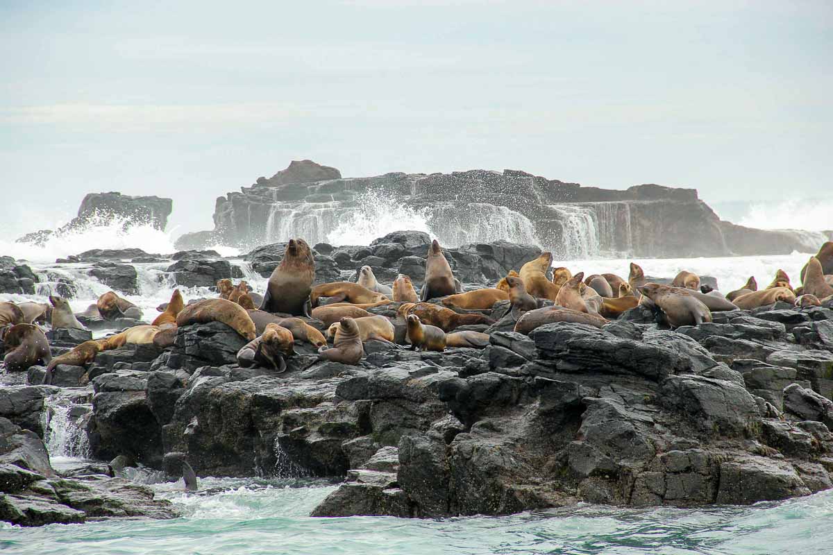 Ecoboat Adventure at Seal Rocks - Phillip Island Guide: Day Trip From Melbourne