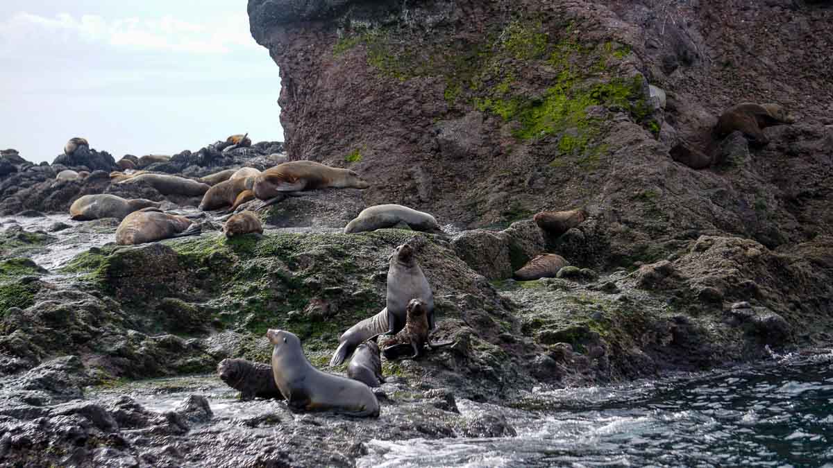 Ecoboat Adventure seal rocksPhilip island guide