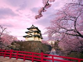 Featured Image-Ultimate Cherry Blossom Japan Guide