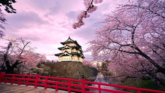 Beautiful japan temple in blossoming sakura garden, pink cherry