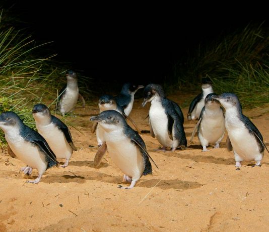 Featured - Philip Island Guide