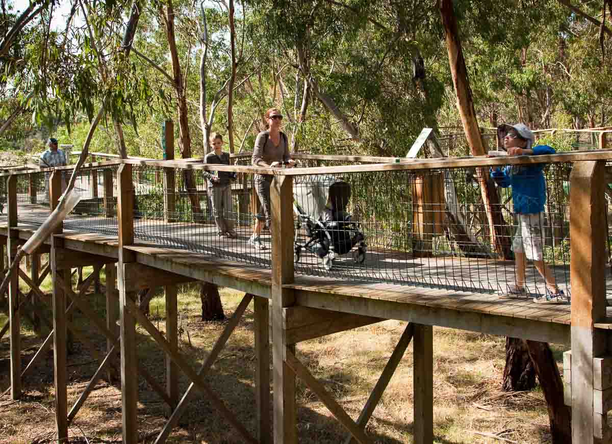 Koala Conservation Centre - Phillip Island Guide: Day Trip From Melbourne