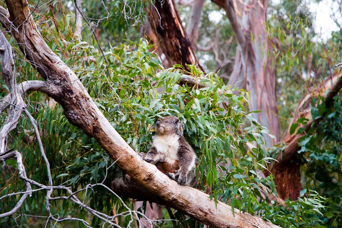 Koala Conservation - Phillip Island Guide: Day Trip From Melbourne