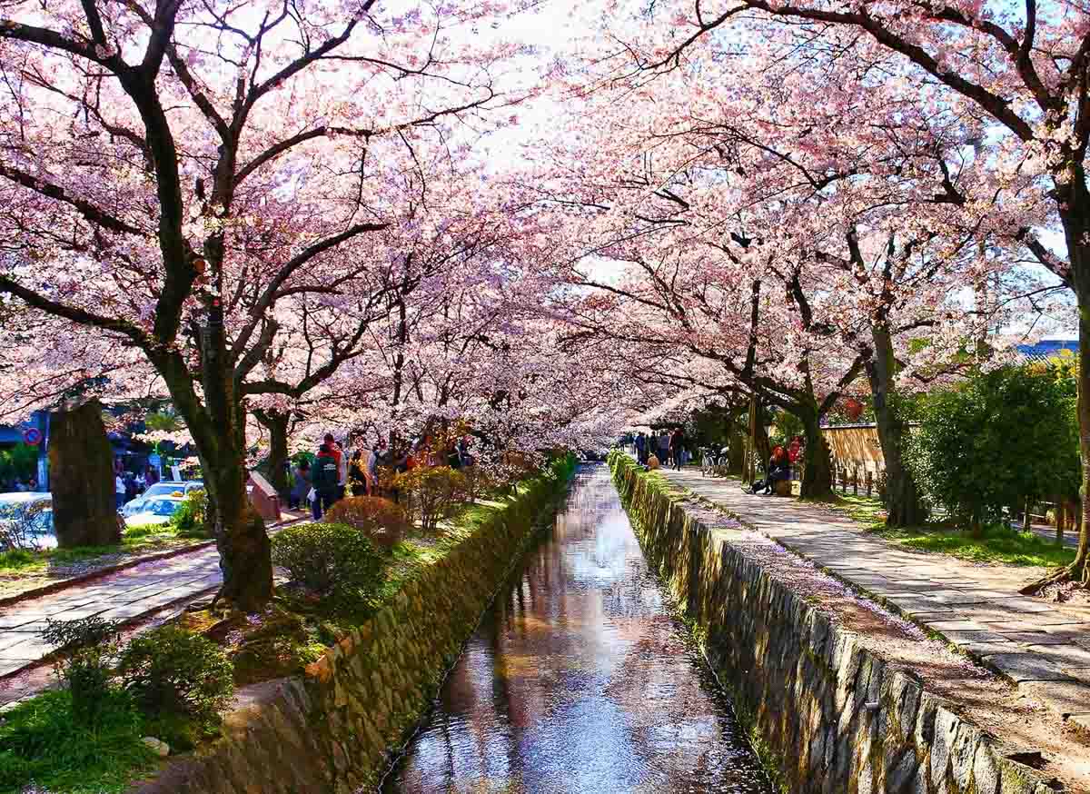 Kyoto Philosophers Path Walk Sakura -Ultimate Cherry Blossoms Japan Guide