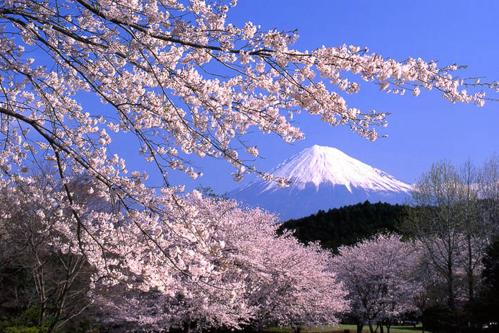 Mount Fuji Sakura - Ultimate Cherry Blossoms Japan Guide