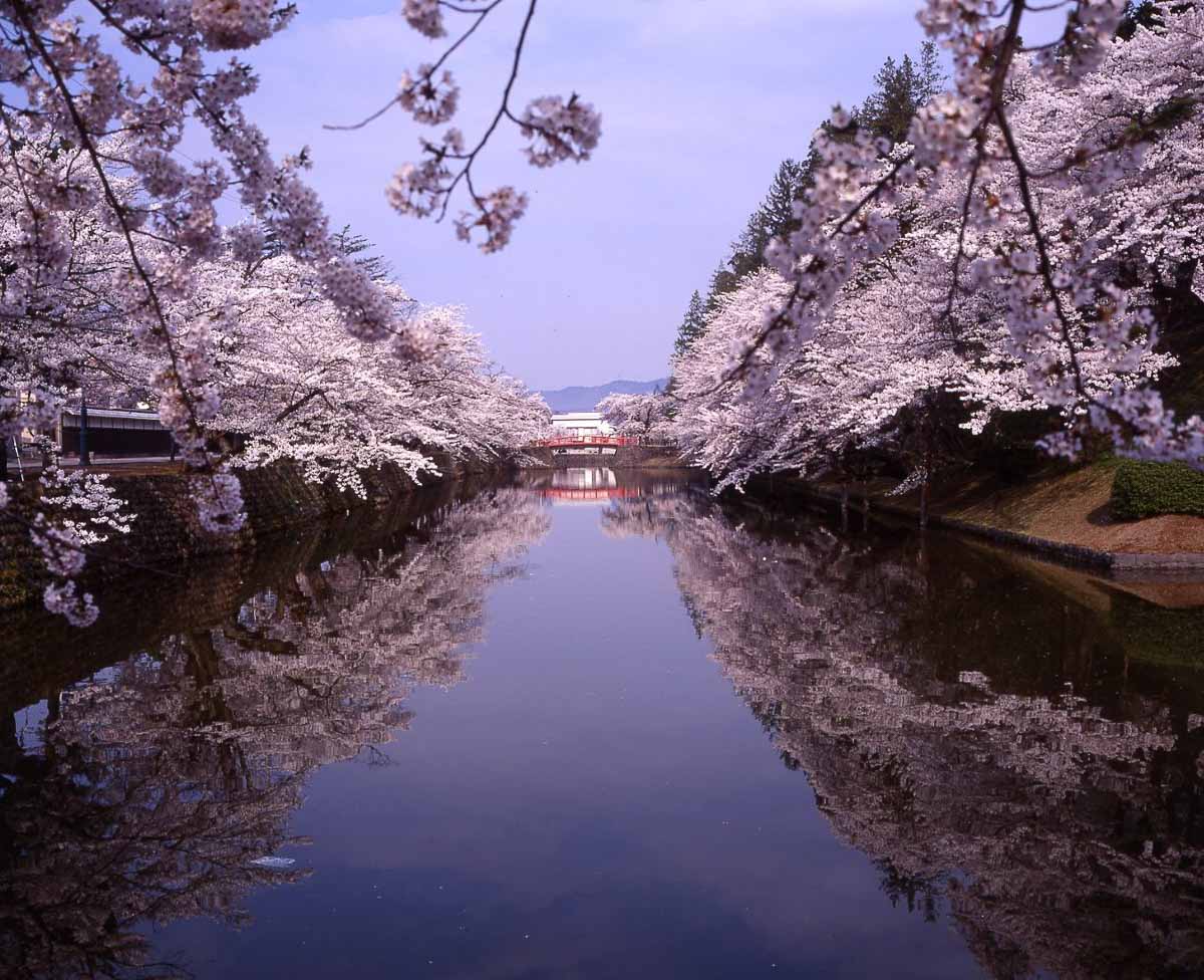 Okitama Sakura Corridor - Yamagata Ultimate Cherry Blossoms Japan Guide